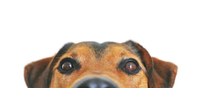 うちの子じまん